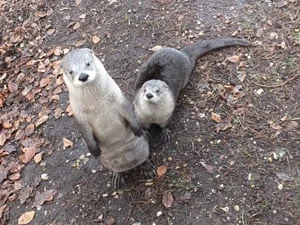 Two otters stand on a dirt and leaf-covered ground, one upright and looking up, the other crouched beside it, also looking up.