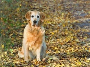 A golden retriever sits on a path covered with yellow and brown autumn leaves, looking directly at the camera. The background is filled with fallen leaves and soft natural light.
