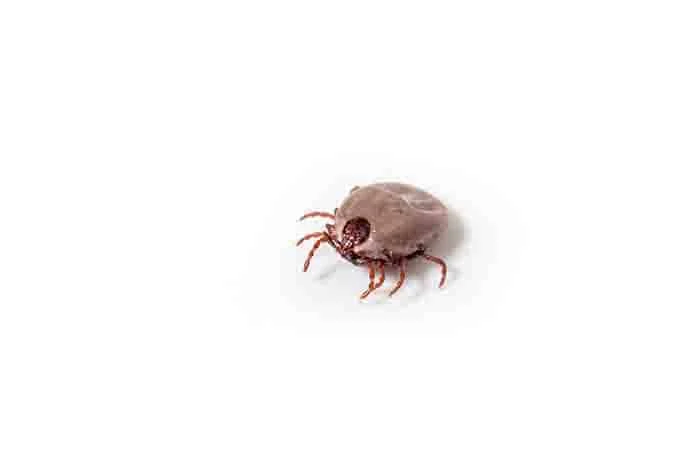 tick