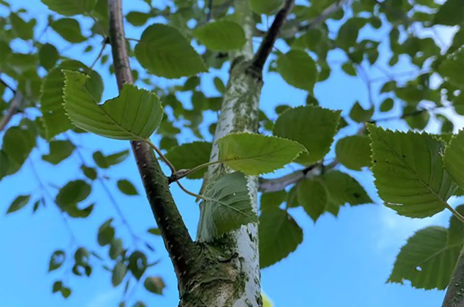 Tree with leaves