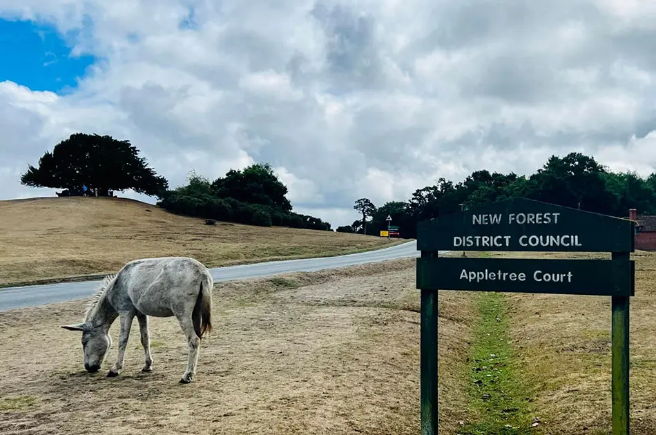 A white donkey grazes on dry grass beside a road under a cloudy sky. A sign in the foreground reads New Forest District Council Appletree Court. Trees and more grass are in the background.