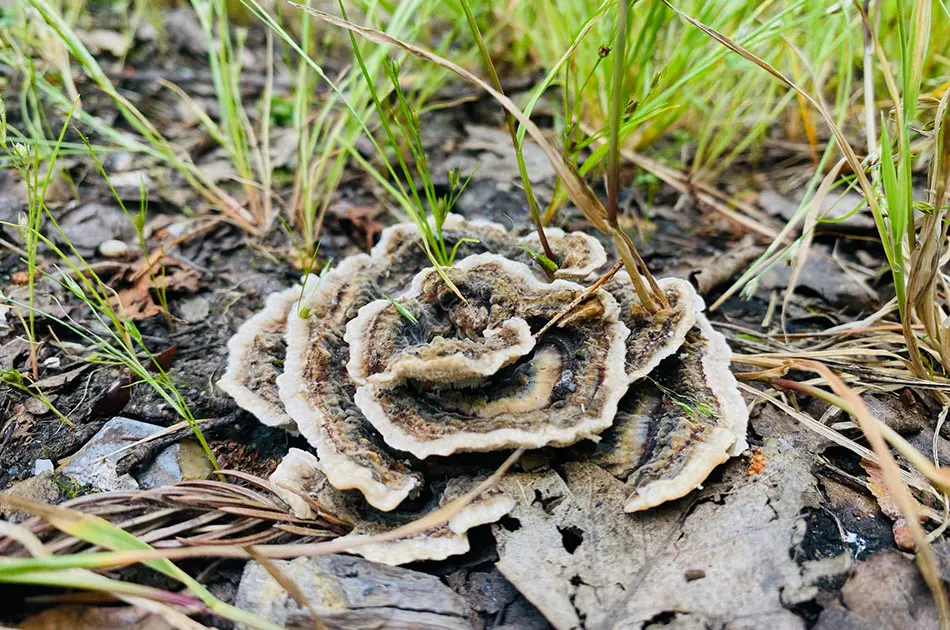 A close-up of a turkey tail mushroom growing on the forest floor among dry leaves and green grass, with its layered, fan-shaped, brown and cream-coloured bands clearly visible.