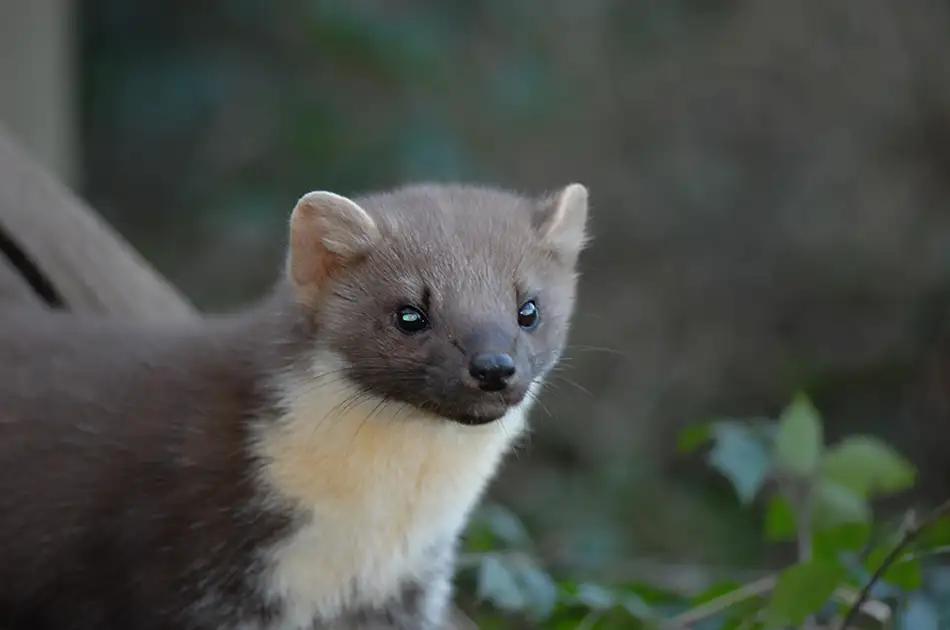 A close-up of a pine marten with brown fur, rounded ears, and a creamy white throat patch, standing outdoors with green foliage and a blurred background.