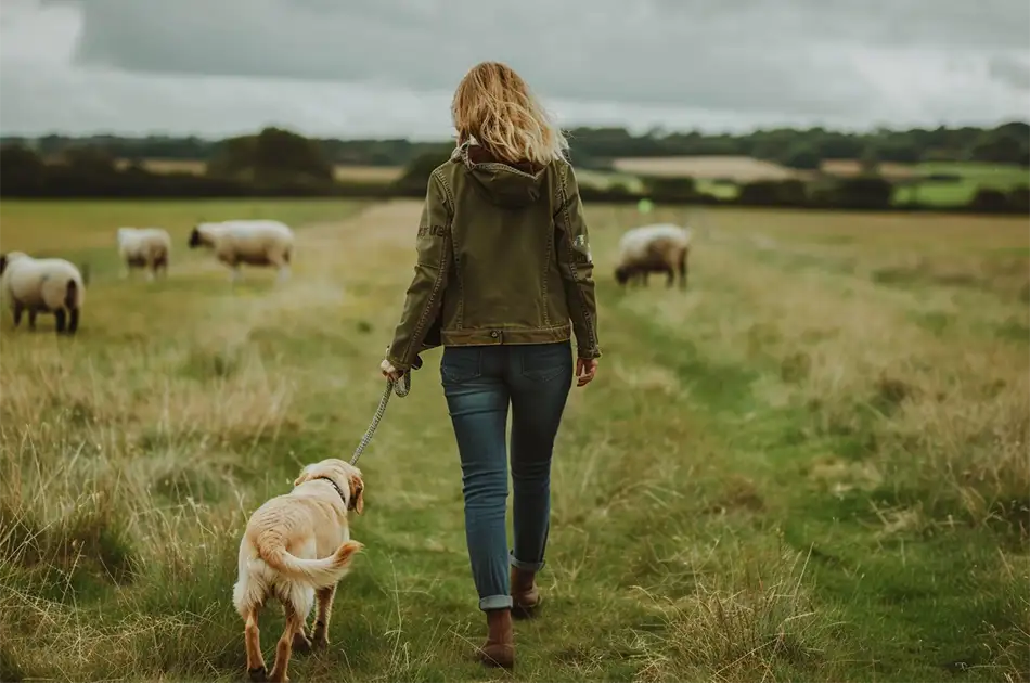 A woman wearing a green jacket and jeans walks a golden retriever on a lead through a grassy field with several sheep grazing in the background under a cloudy sky.