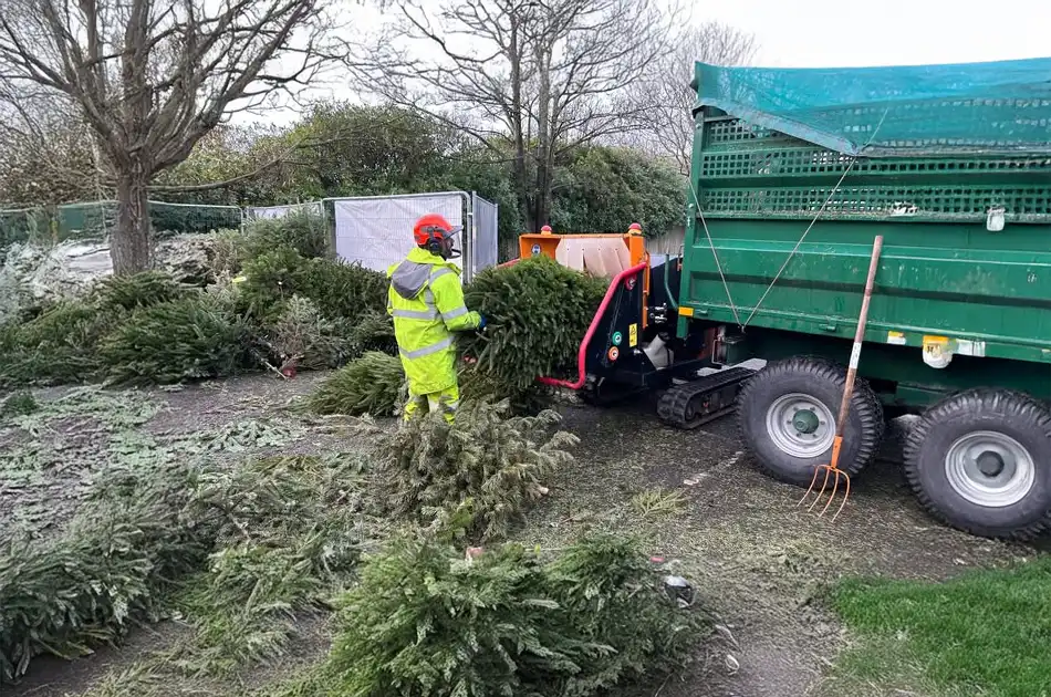 recycle real Christmas trees