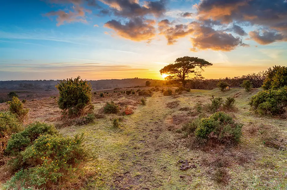 A scenic landscape at sunset with a dirt path winding through grassy, shrub covered terrain. a lone tree stands near the horizon, with warm sunlight and colourful clouds in the sky.