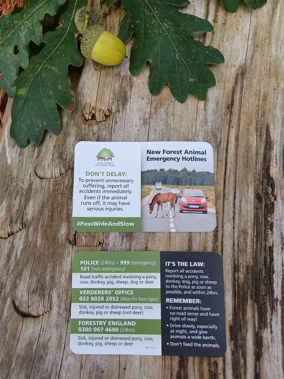 Three information cards about animal emergency hotlines rest on the ground beside green oak leaves and an acorn. The cards provide contact numbers and advice for reporting accidents in the New Forest.