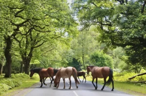 Five horses walk across a sunlit road surrounded by lush green trees and vegetation, with dappled sunlight filtering through the leaves overhead.