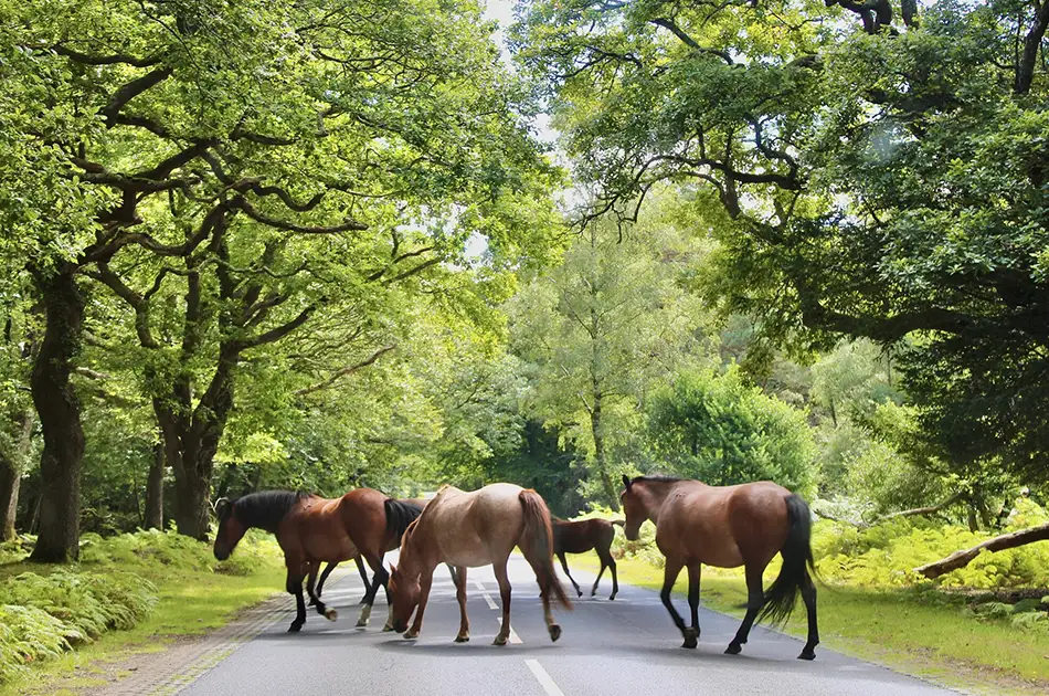 Five horses walk across a sunlit road surrounded by lush green trees and vegetation, with dappled sunlight filtering through the leaves overhead.