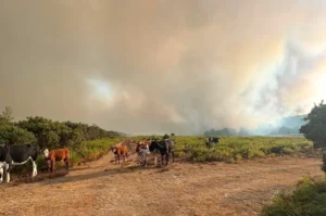 Cows stand on a dirt path with green bushes nearby as thick smoke from a wildfire fills the sky in the background.