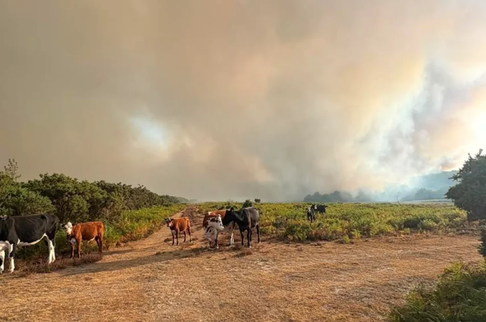 Cows stand on a dirt path with green bushes nearby as thick smoke from a wildfire fills the sky in the background.
